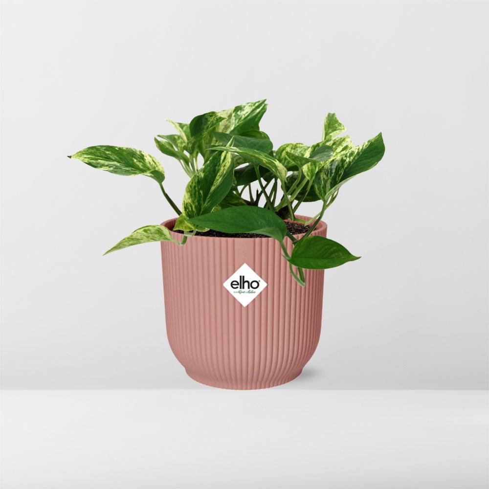 Sansevieria Fernwood Punk in ELHO Vibes Fold 14 cm rosa