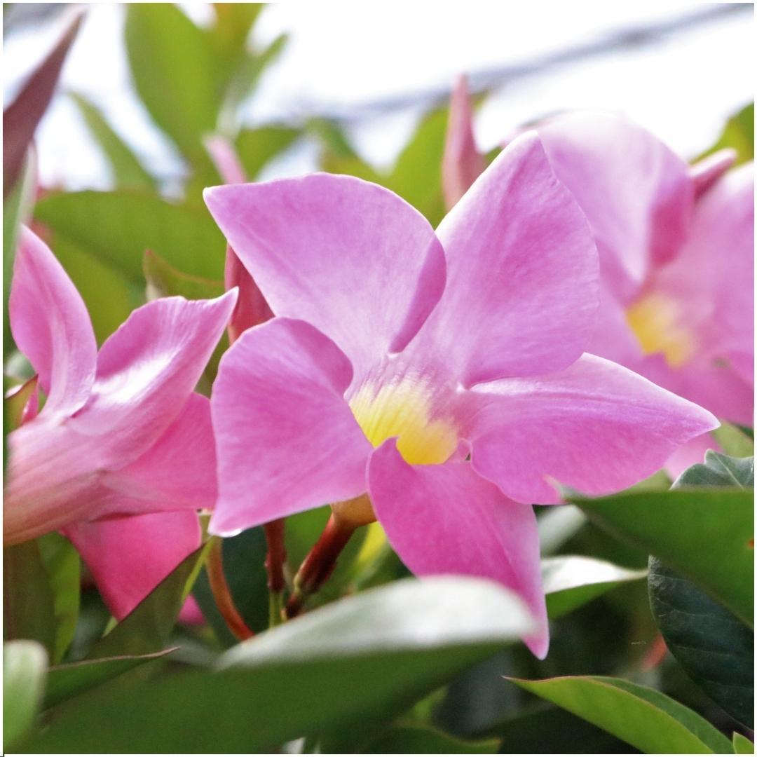 6 x Dipladenia Roze - Mandevilla Roze Ø12 cm - ↕25 cm