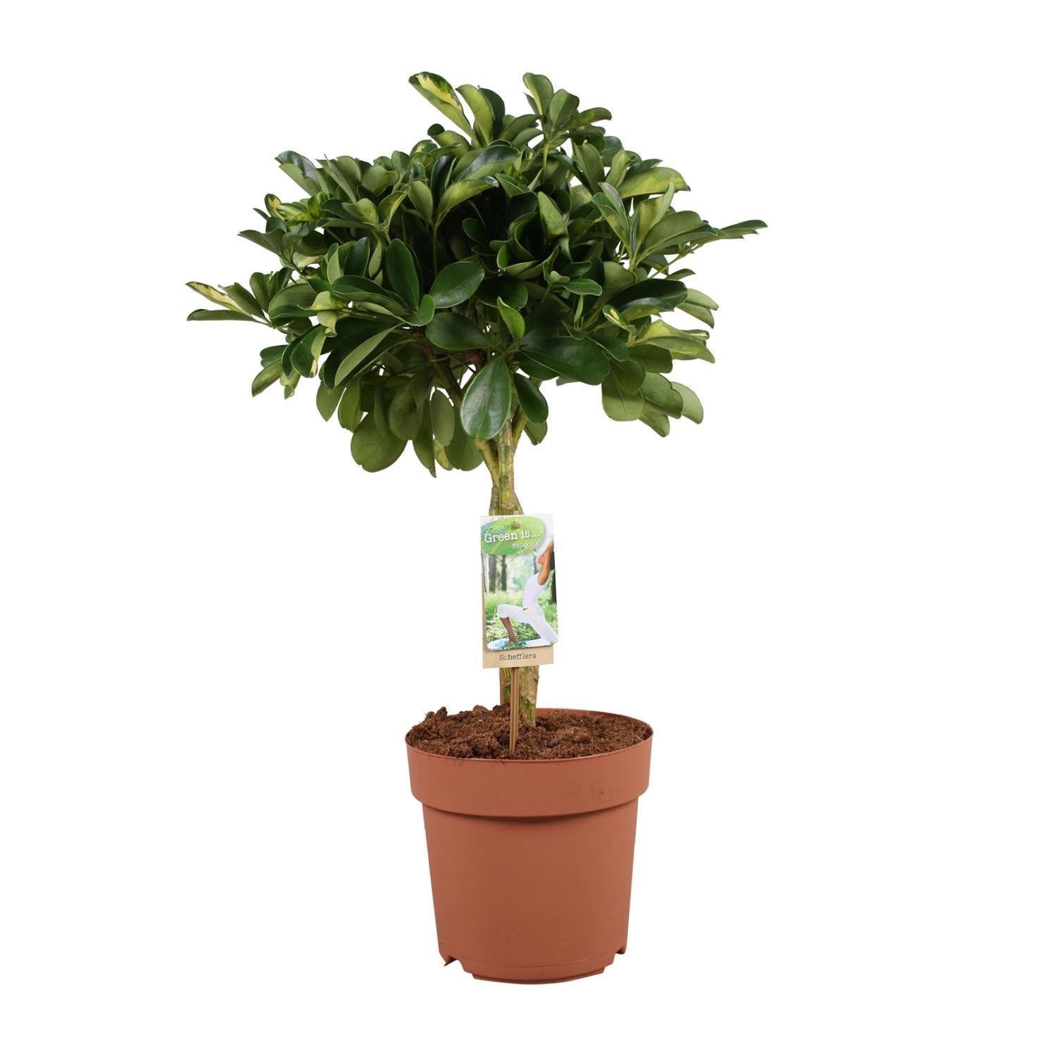 Schefflera Arboricola Gerda - Ø21cm - ↕80cm