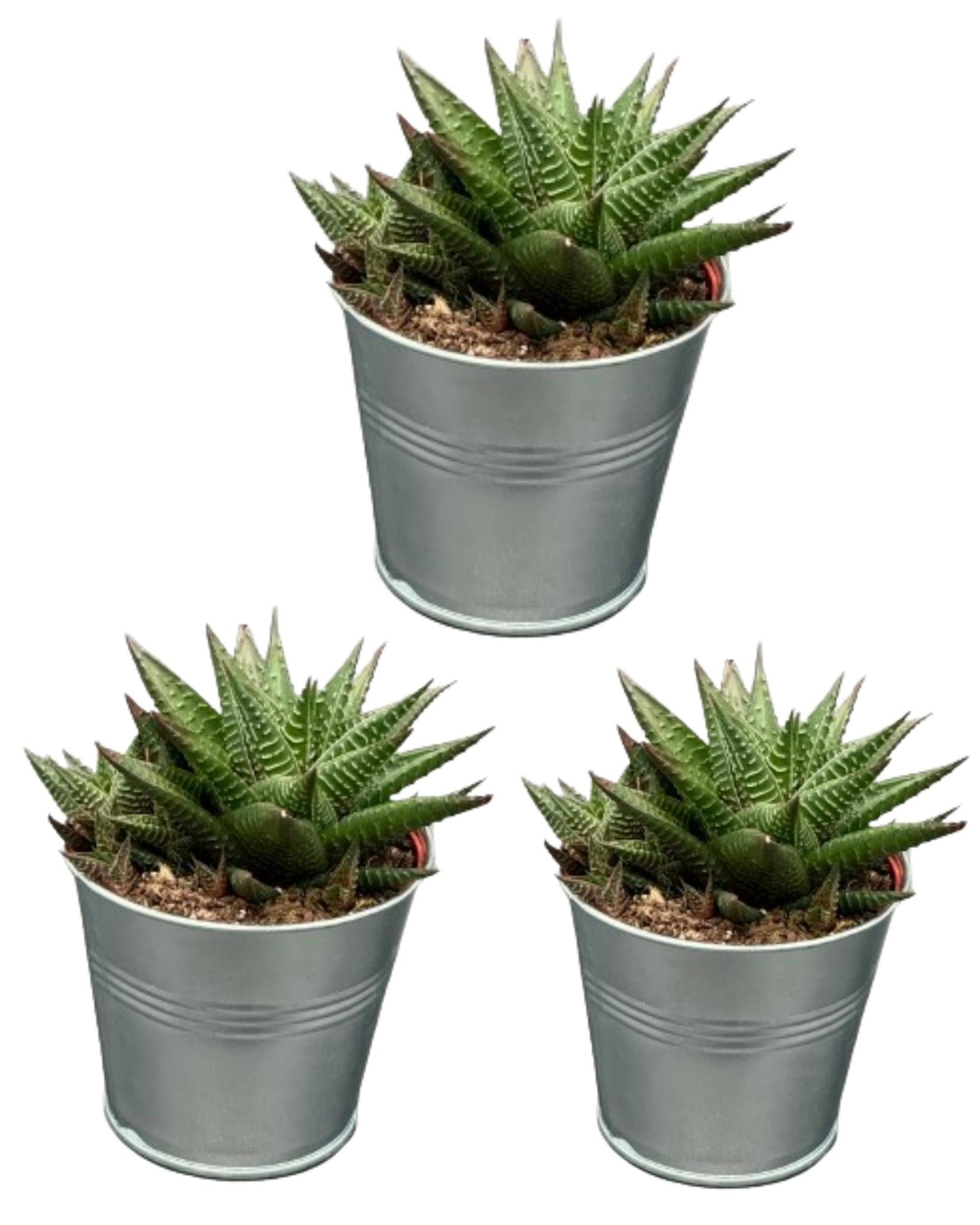 Sukkulenten Set - Hawortia Limifolia - 8.5cmØ- 10-15cm im Zink Topf   3 Stück