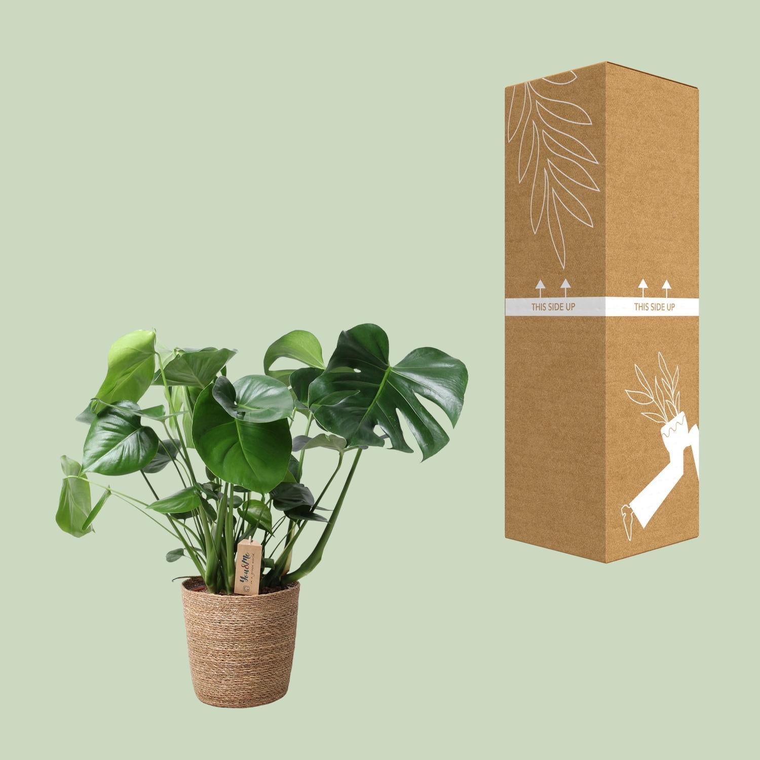 Monstera In Natuurlijke Mand - Ø21cm - ↕60cm