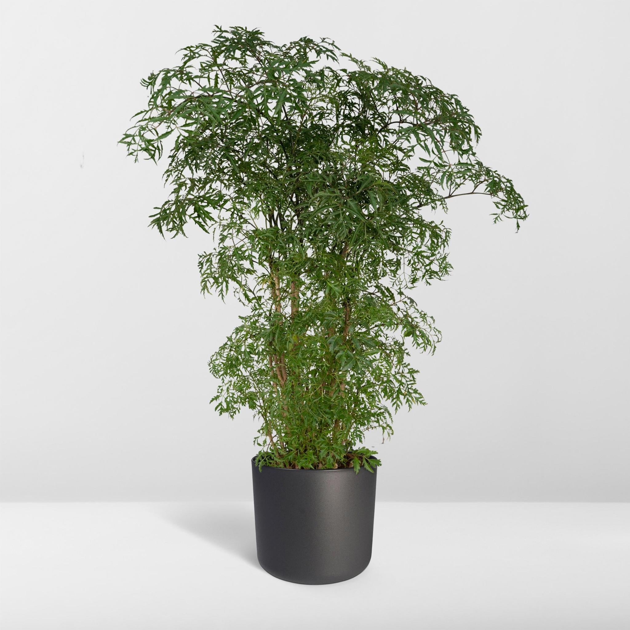 Ming Aralie - Polyscias Fruticosa (Aralia) - Ø21cm - ↕75cm