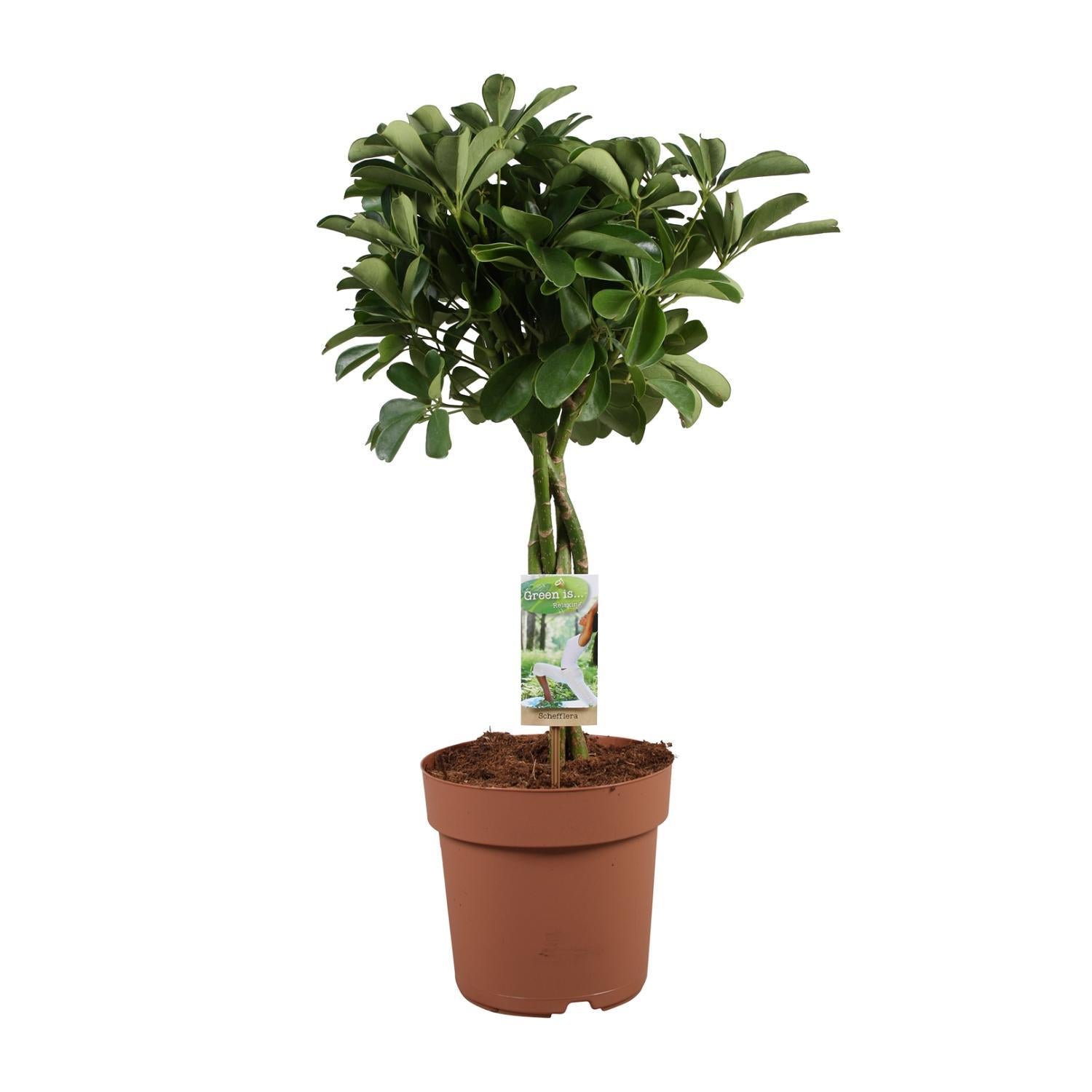 Schefflera Arboricola Nora - Ø21cm - ↕80cm