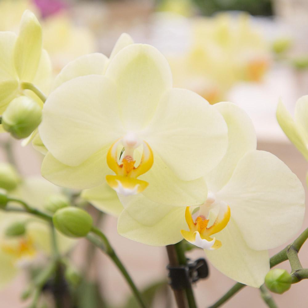 Orchidee gelbe Phalaenopsis-Orchidee Topfgröße Ø9cm|blühende Zimmerpflanze - frisch vom Züchter