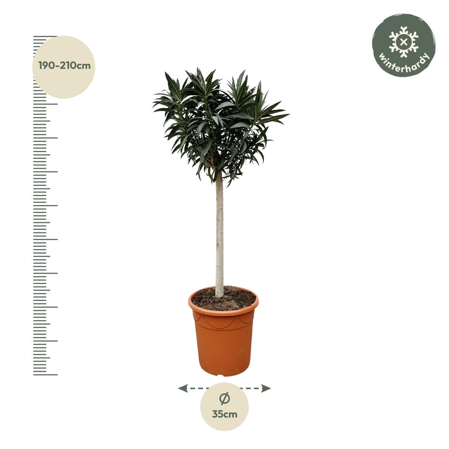 Nerium Oleander auf Stiel mit rosa Blüte – 110 cm – Ø22