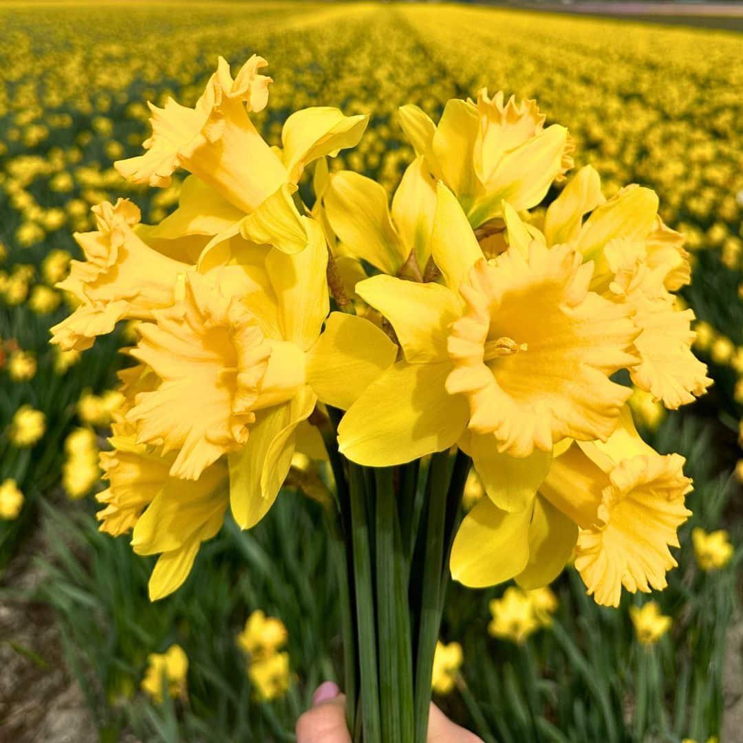 Frühlingsblumenzwiebeln Mix - Tulpen, Hyazinthen u. Osterglocken Super Holland Mix - Vorteilspackung, 100 Blumenzwiebeln für 2,5 qm Blumenpracht - Größe 12+