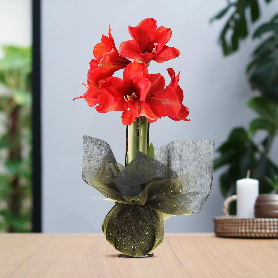 No Water Flowers® (wax amaryllis) | Wrapz - Gold + Red flower