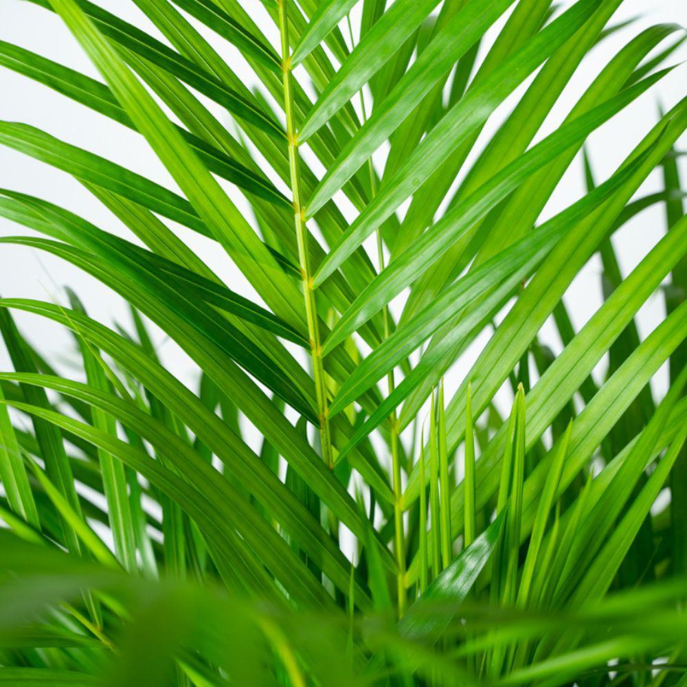 Arecapalme Dypsis lutescens mit Topf - ↨110cm - Ø21cm