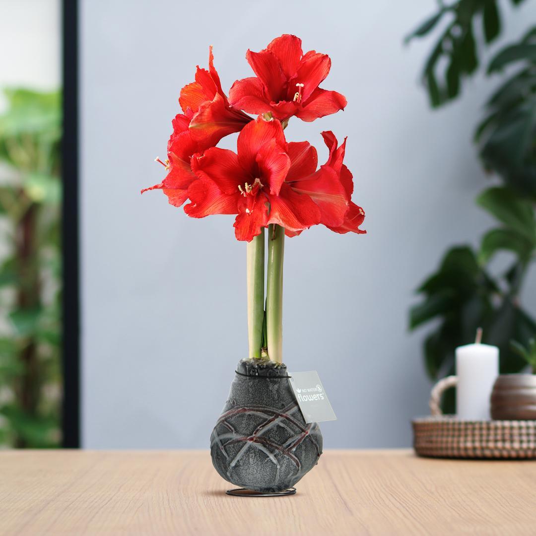 No Water Flowers® (wax amaryllis) | Waxz® Art van Gogh - Black + Red flower