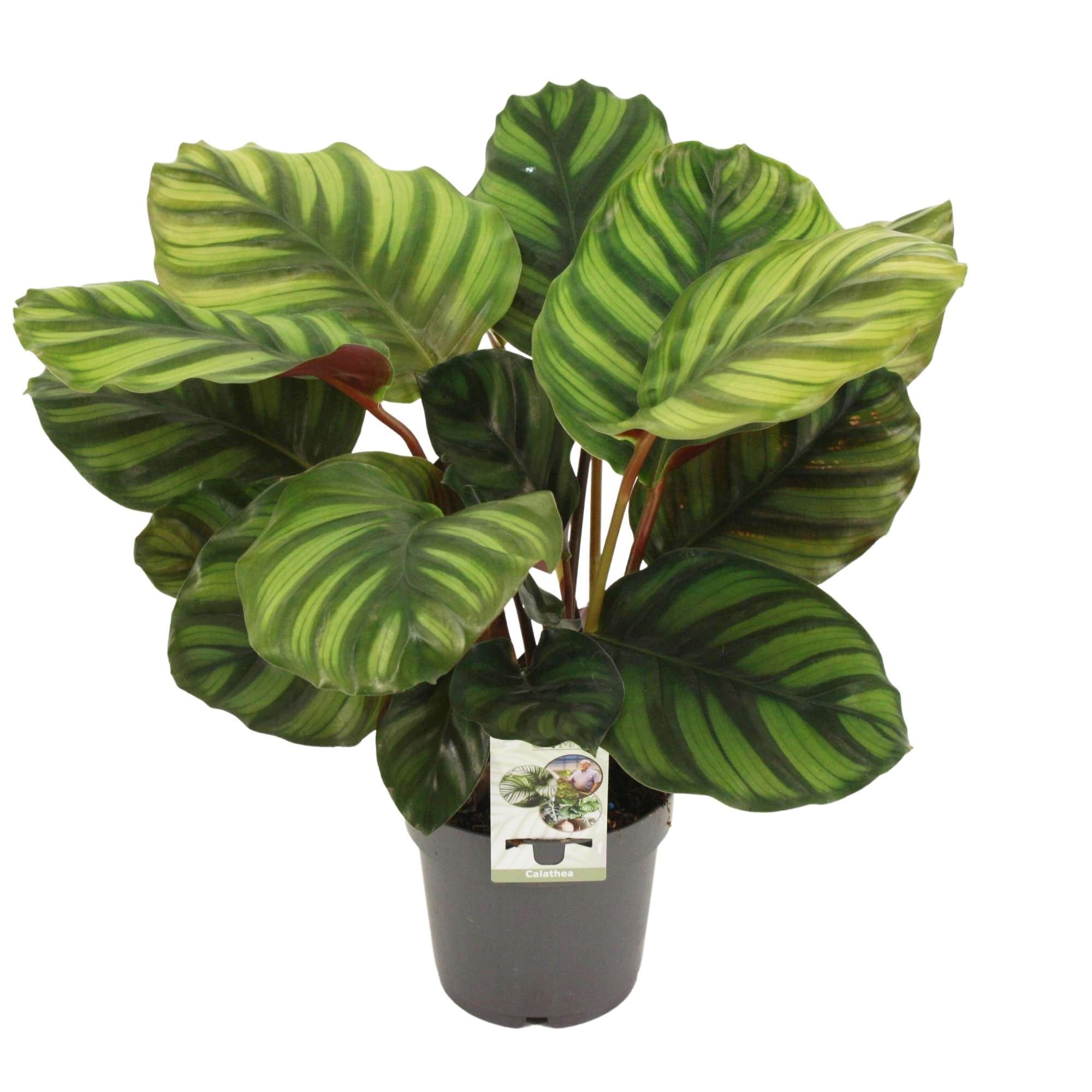 Calathea Fasciata - Korbmarante - Ø14cm - ↕50cm