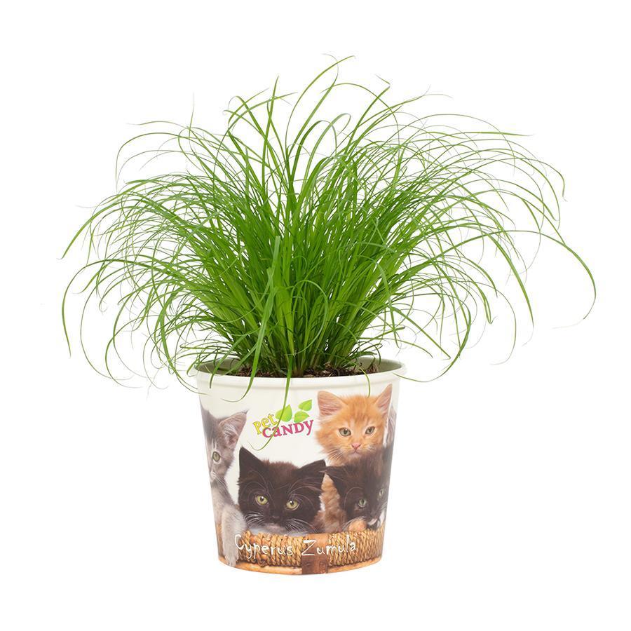 Katzengras - Cyperus Zumula 12cm - Beker Pet Candy Kat - Ø12cm - ↕23cm