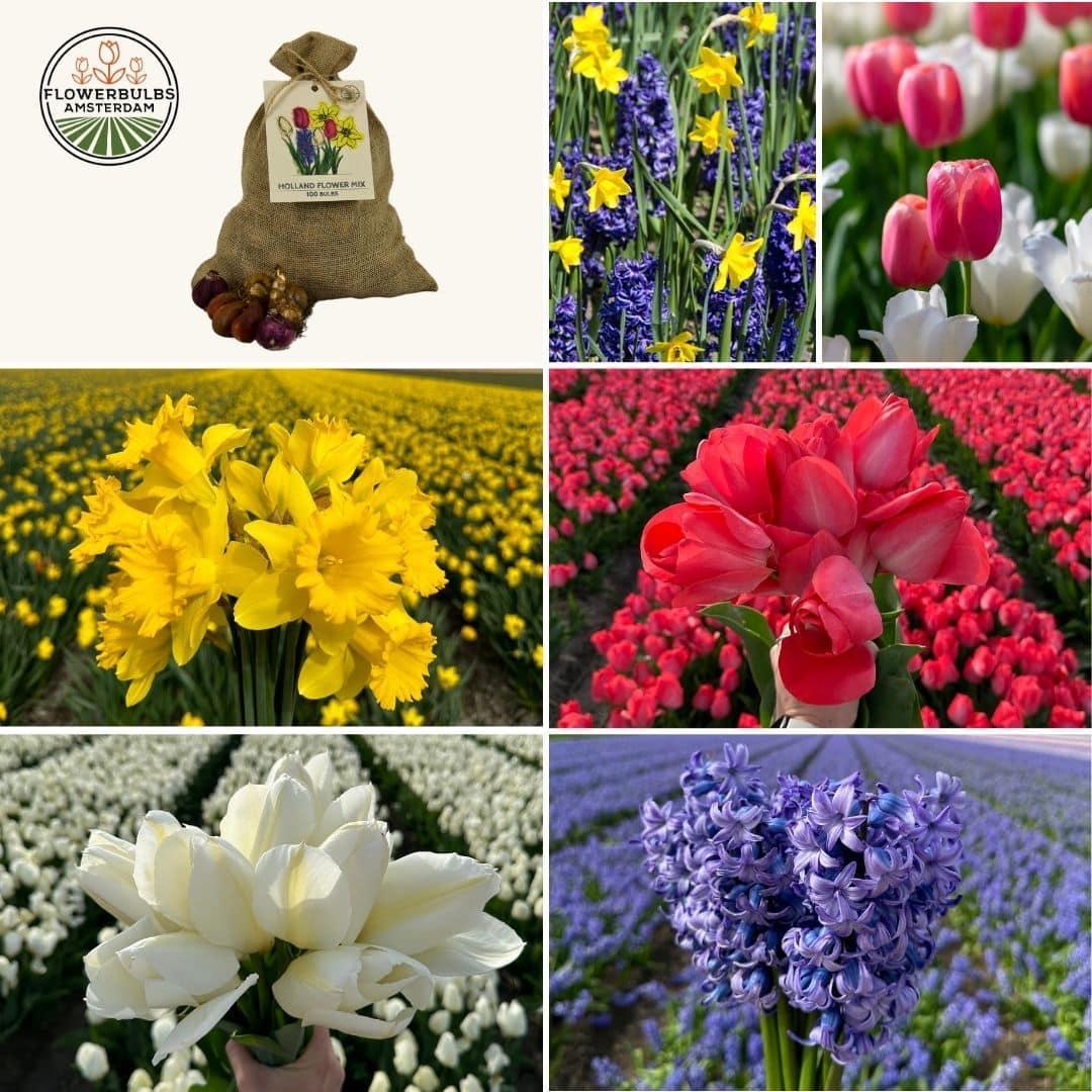 Frühlingsblumenzwiebeln Mix - Tulpen, Hyazinthen u. Osterglocken Medium Holland Mix - Nachhaltige Vorteilspackung, 50 Blumenzwiebeln für 1 qm Blumenpracht - Größe 12+