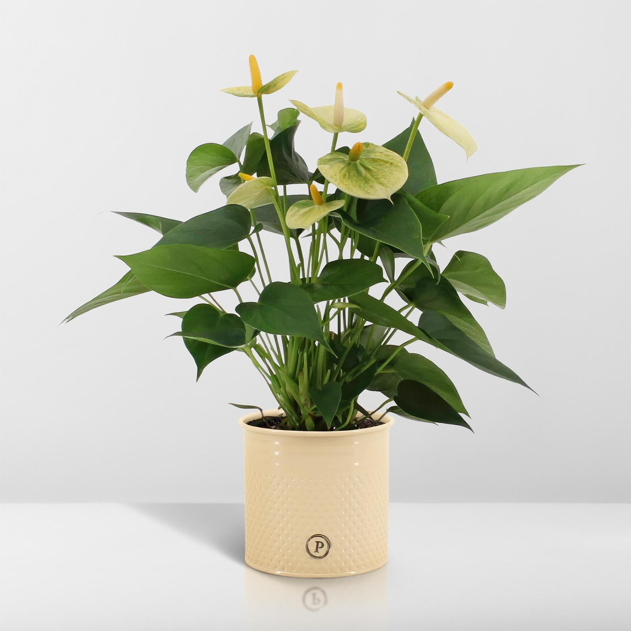 Anthurium andreanum Vanilla incl. PURE Zinktopf - 45cm - Ø12