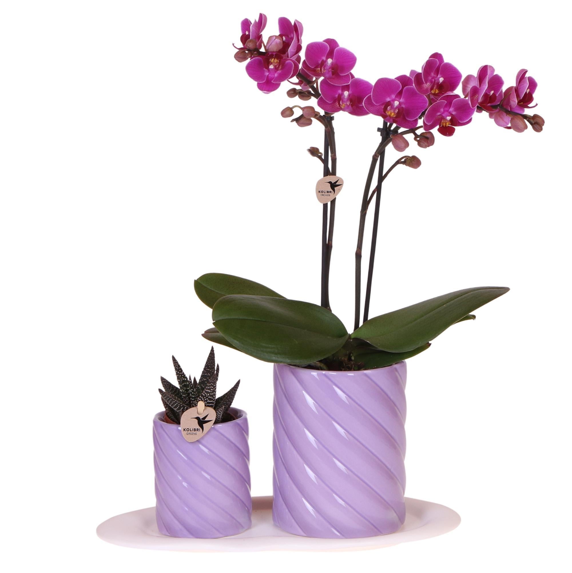 Orchidee Geschenkset Optimismus Klein Lila | Grüne Pflanze mit orangefarbener Phalaenopsis Orchidee in Candy Zierpflanzentöpfen auf weißem organischen Tablett