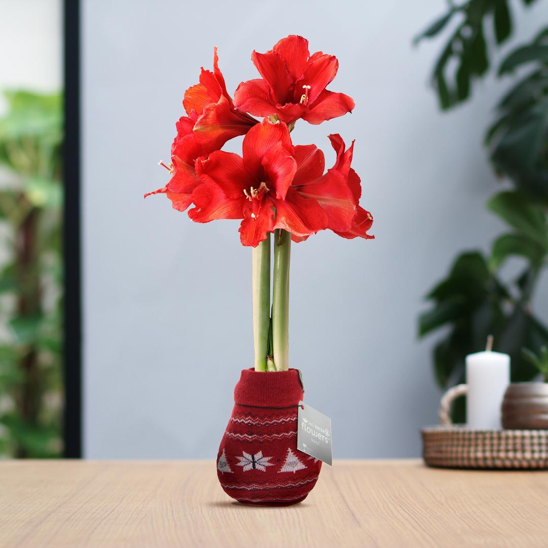 No Water Flowers® (wax amaryllis) | Fashionz Nordic - Red + Red flower