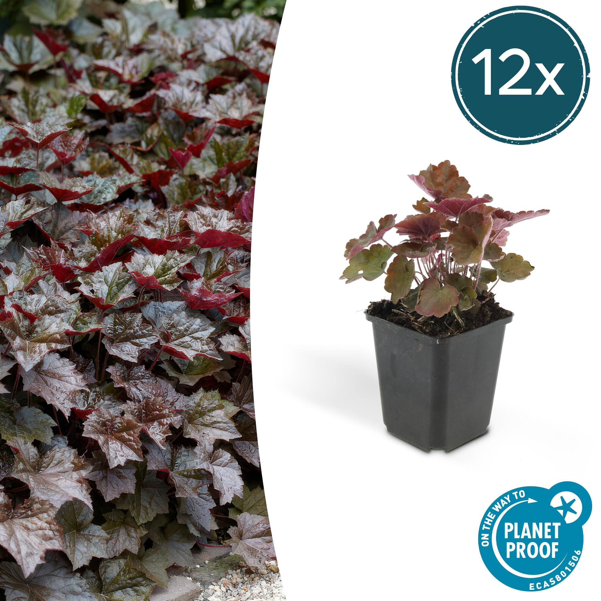 Purpurglöckchen -  Heuchera Micrantha 'Palace Purple' - ↕25cm - Ø9cm   12 Stück