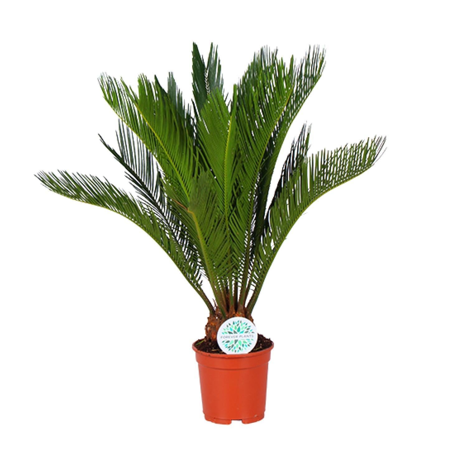 Japanischer Palmfarn - Cycas Revoluta  - Ø17cm - ↕70cm