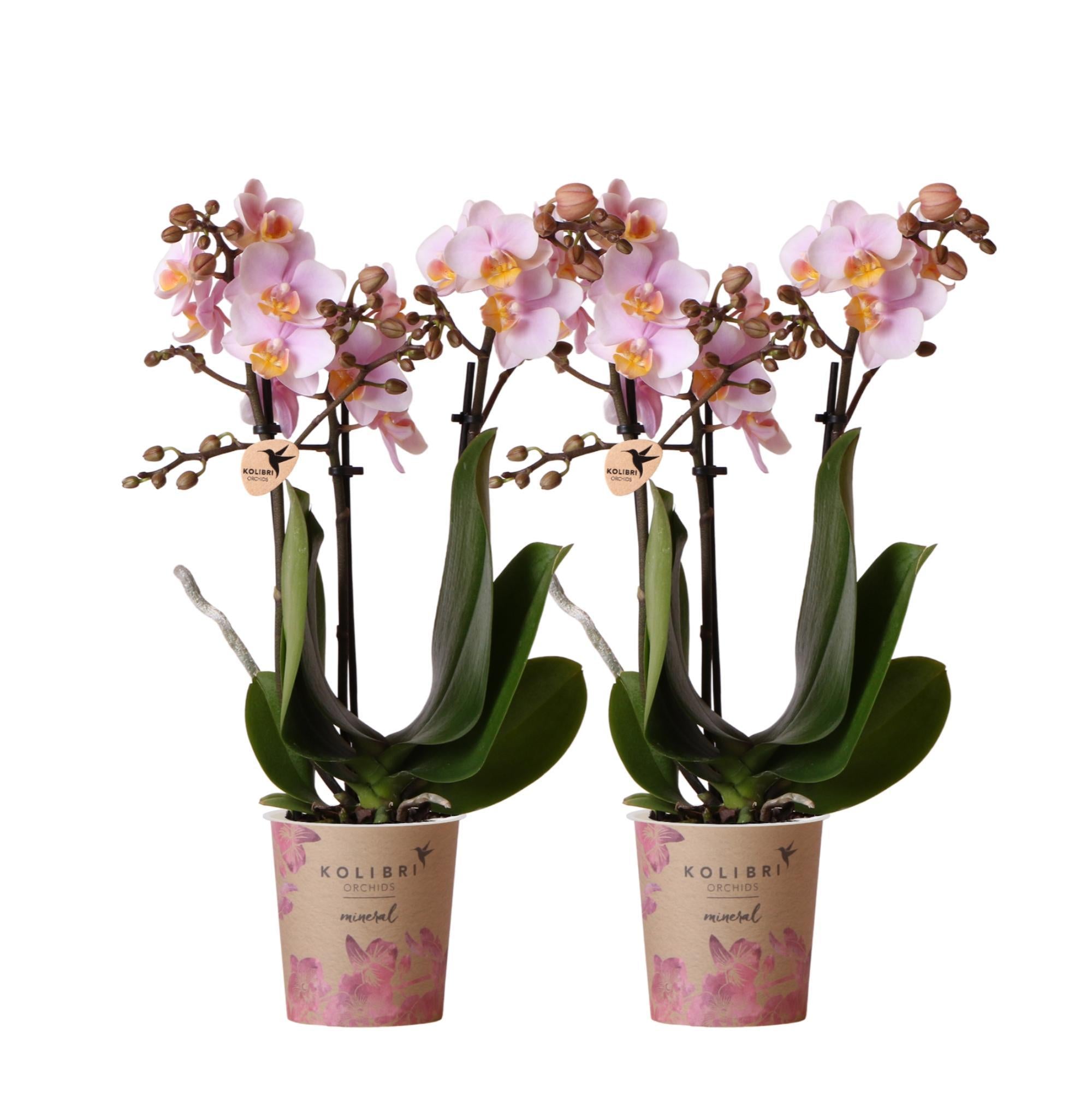 Orchidee COMBI DEAL von 2 Rosa Phalaenopsis Orchideen - Andorra - Topfgröße Ø9cm | blühende Zimmerpflanze - frisch vom Züchter