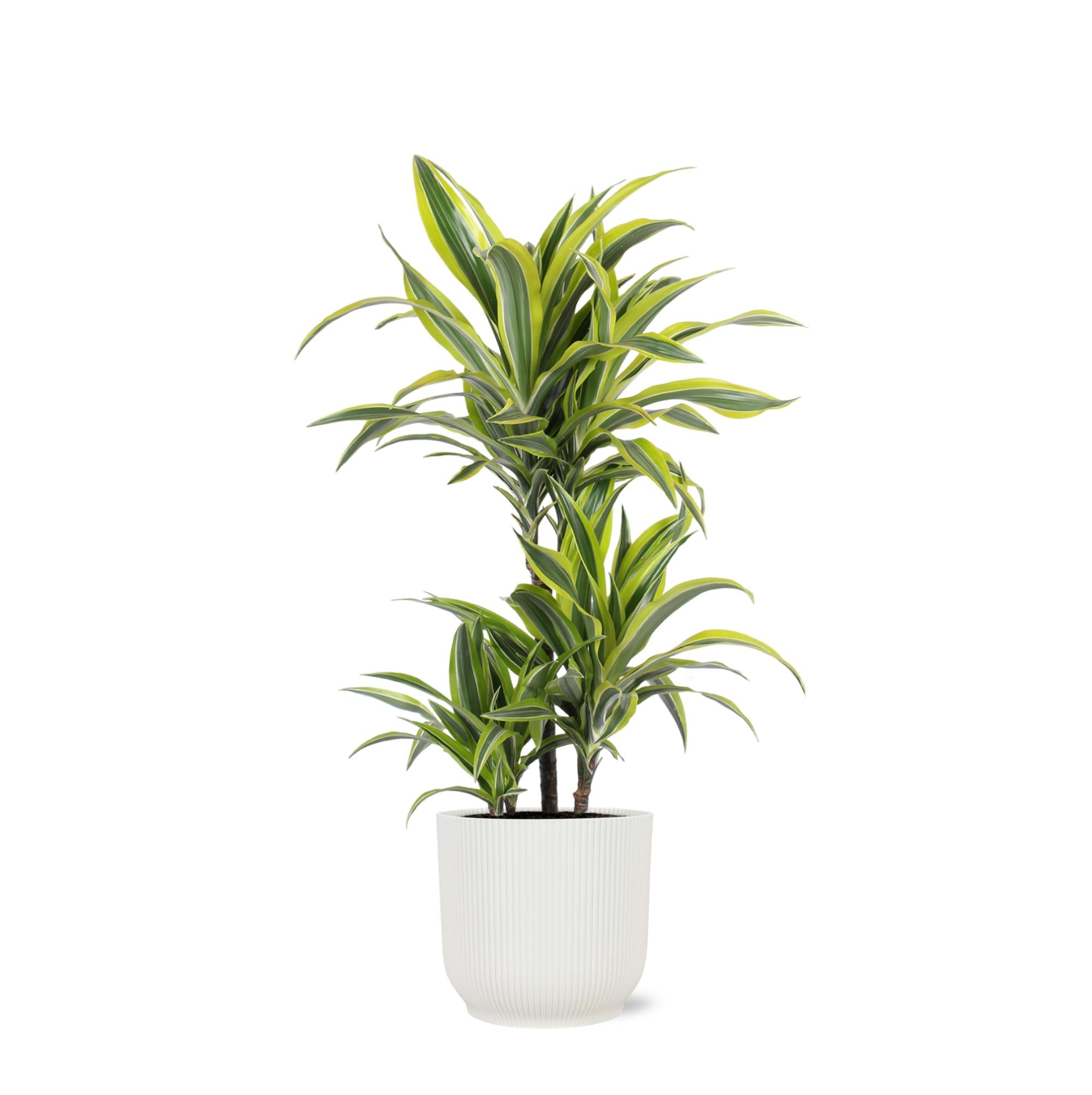 Dracaena Citroen Limoen Ø21cm - ↕65cm