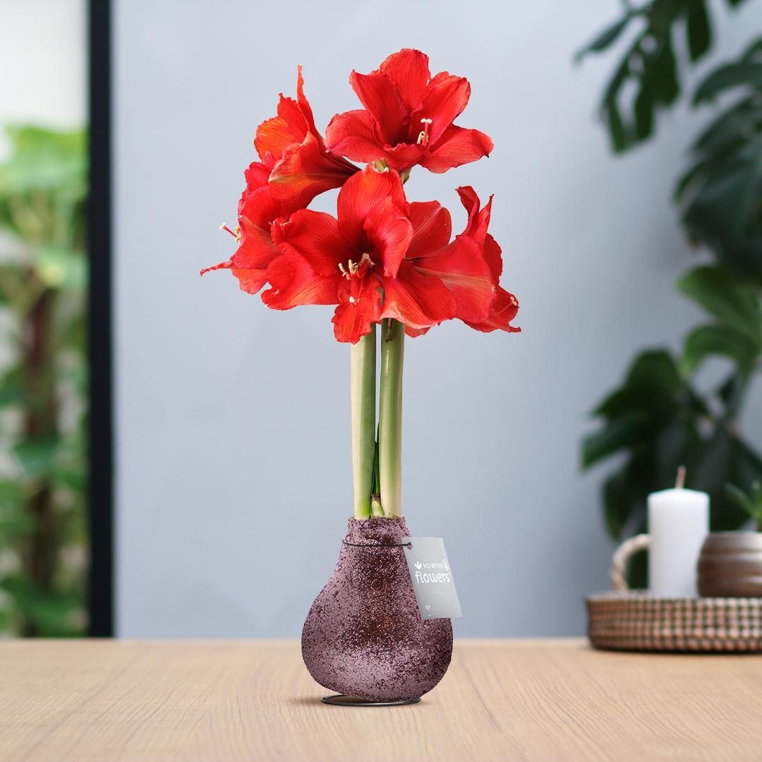 No Water Flowers® (wax amaryllis) | Glitterz® - Rosé + Red flower