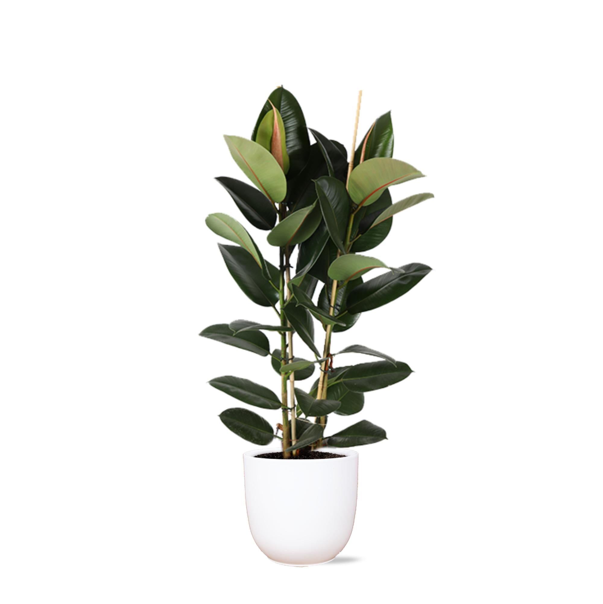 Gummibaum Ficus Elastica Robusta Ø24cm - ↕110cm in Boule Topf weiß