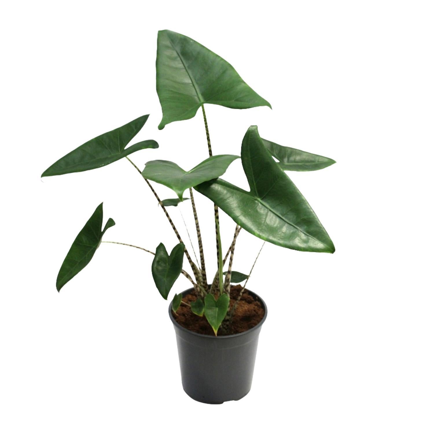 Elefantenohr - Alocasia Zebrina - Ø21cm - ↕80cm