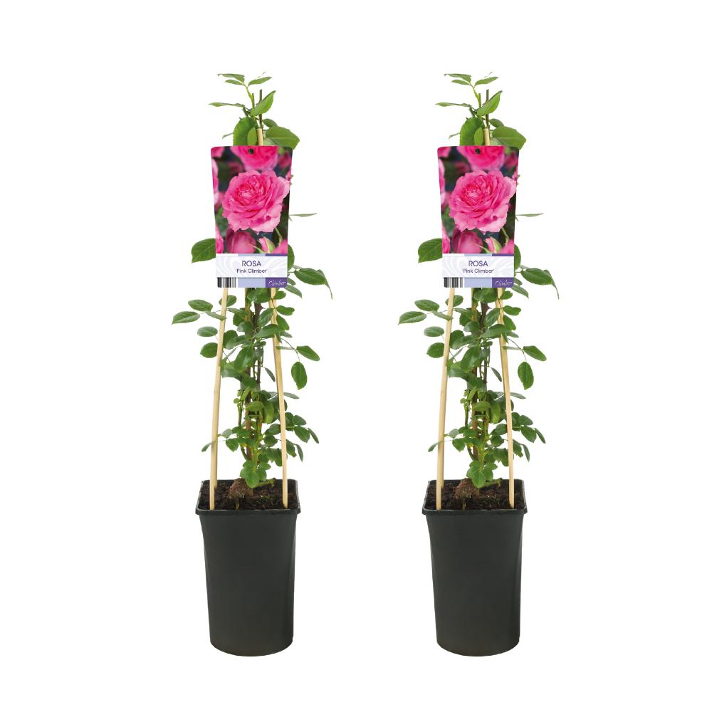 Rose Pink Climber - 2 Stücke - Ø17cm - ↕75cm