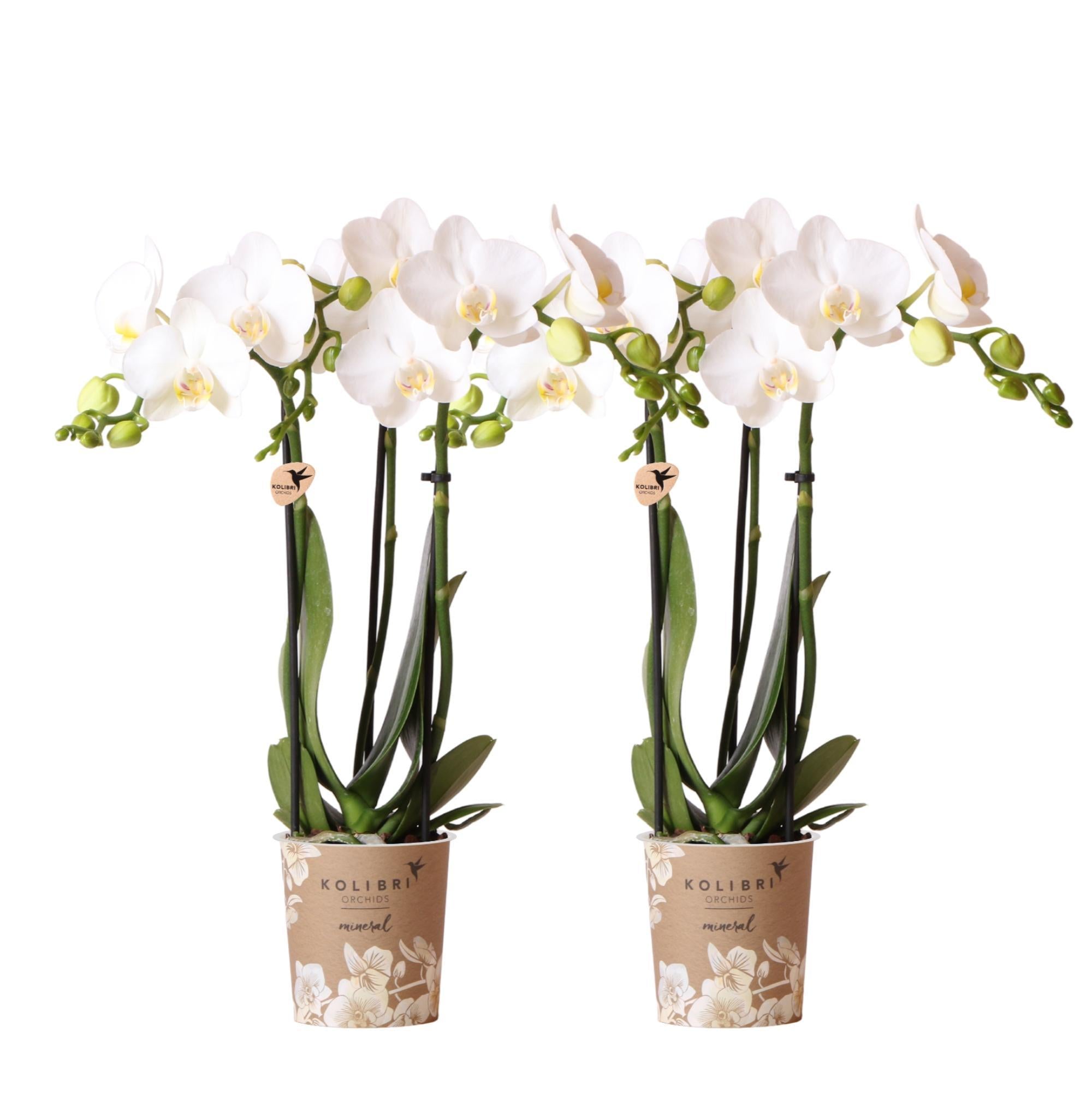 Kolibrie-orchideeën | COMBI DEAL van 2 witte Phalaenopsis orchideeën - Amabilis - potmaat Ø9cm | bloeiende kamerplant - vers van de veredelaar