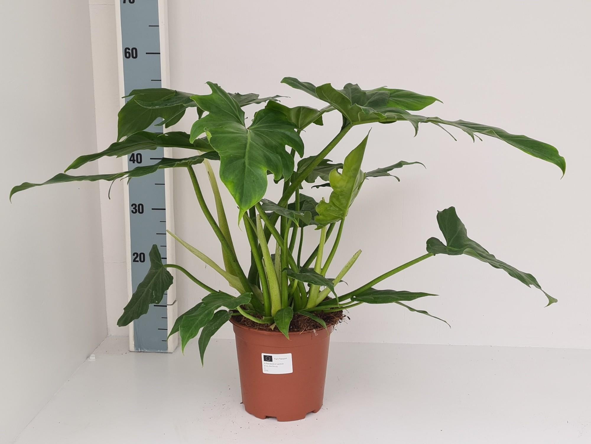 Philodendron Lacerum