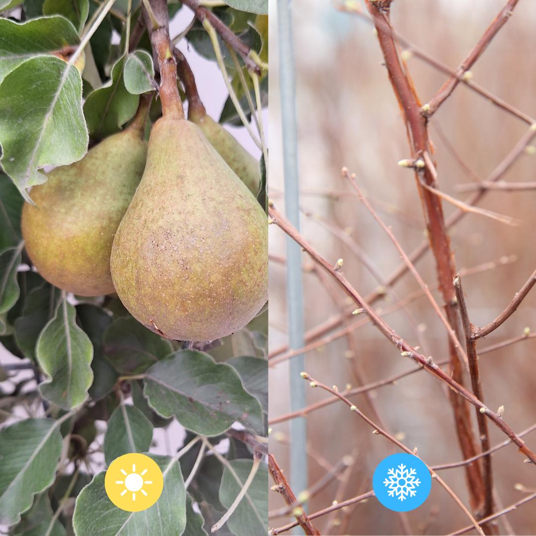Birnenbaum - Pyrus communis Conference - Gelbe Birne - Topf 21cm Höhe 90cm