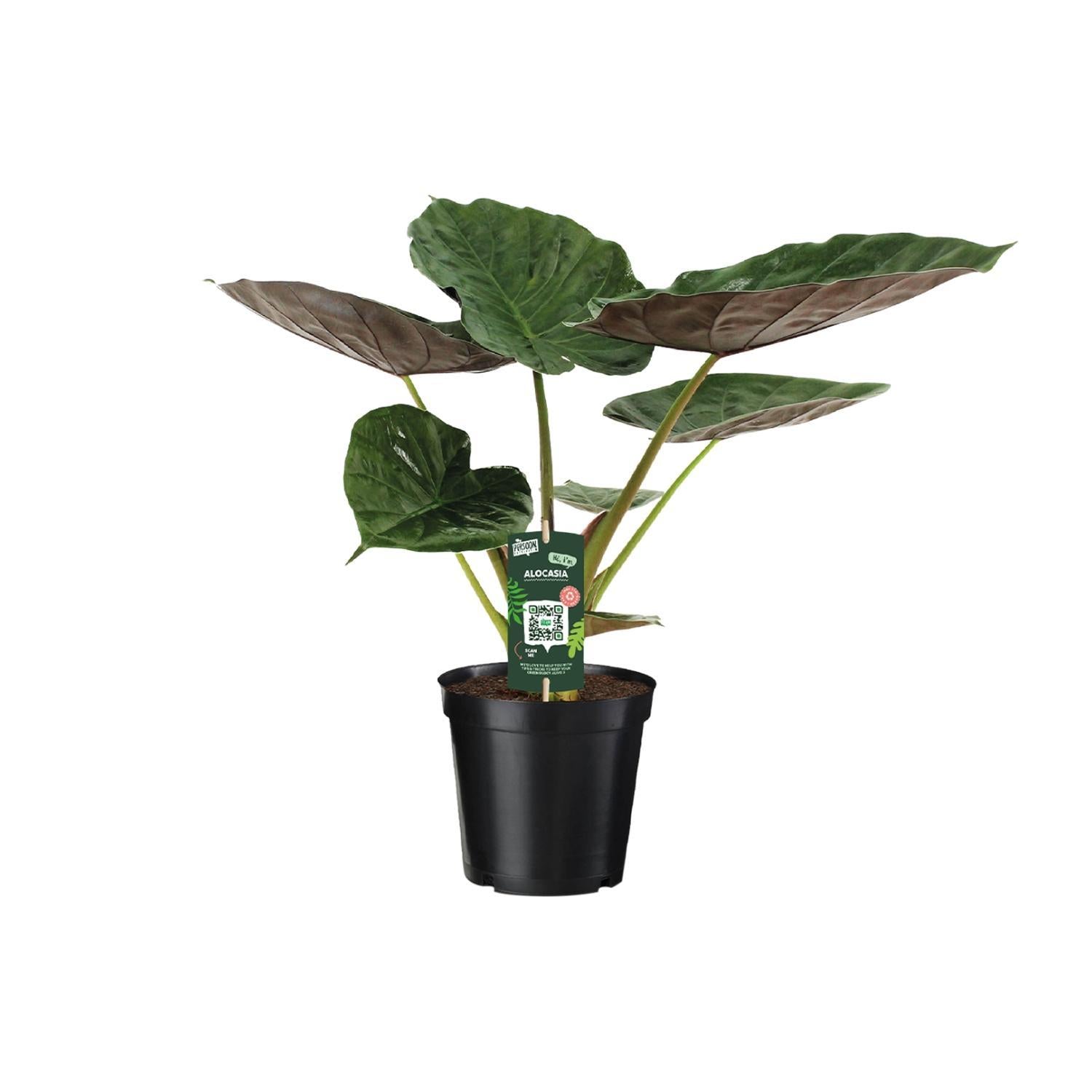 Elefantenohr - Alocasia Wentii - 70cm - Ø19