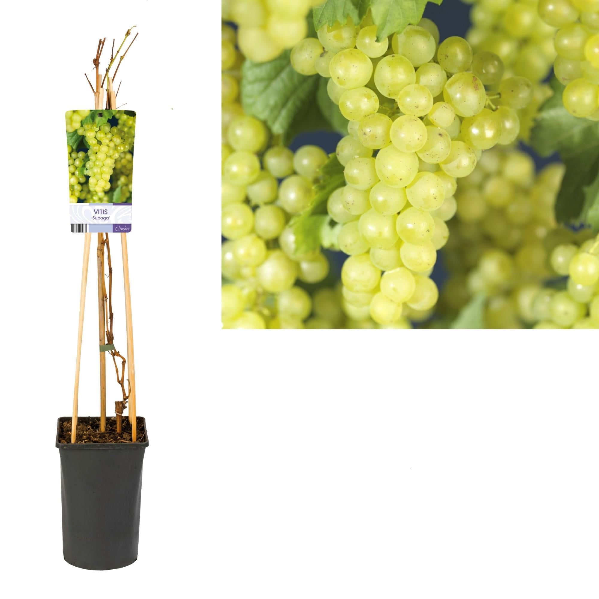 Vitis 'Supaga' +lichtlabel - Ø17cm - ↕75cm