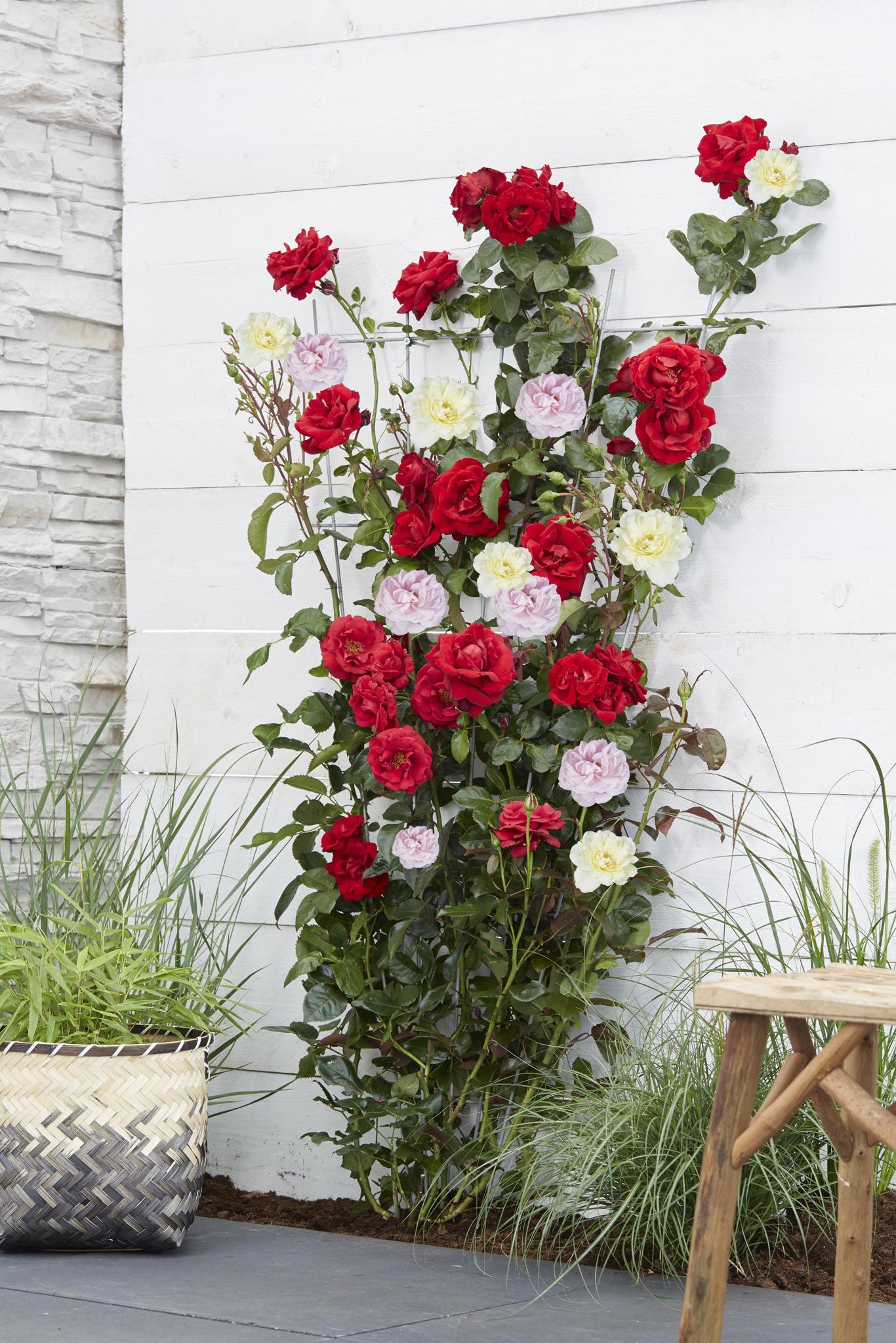 Rose Crazy in love 'Pink' - Ø15cm - ↕65cm   Rosa Rose   Kletterrose