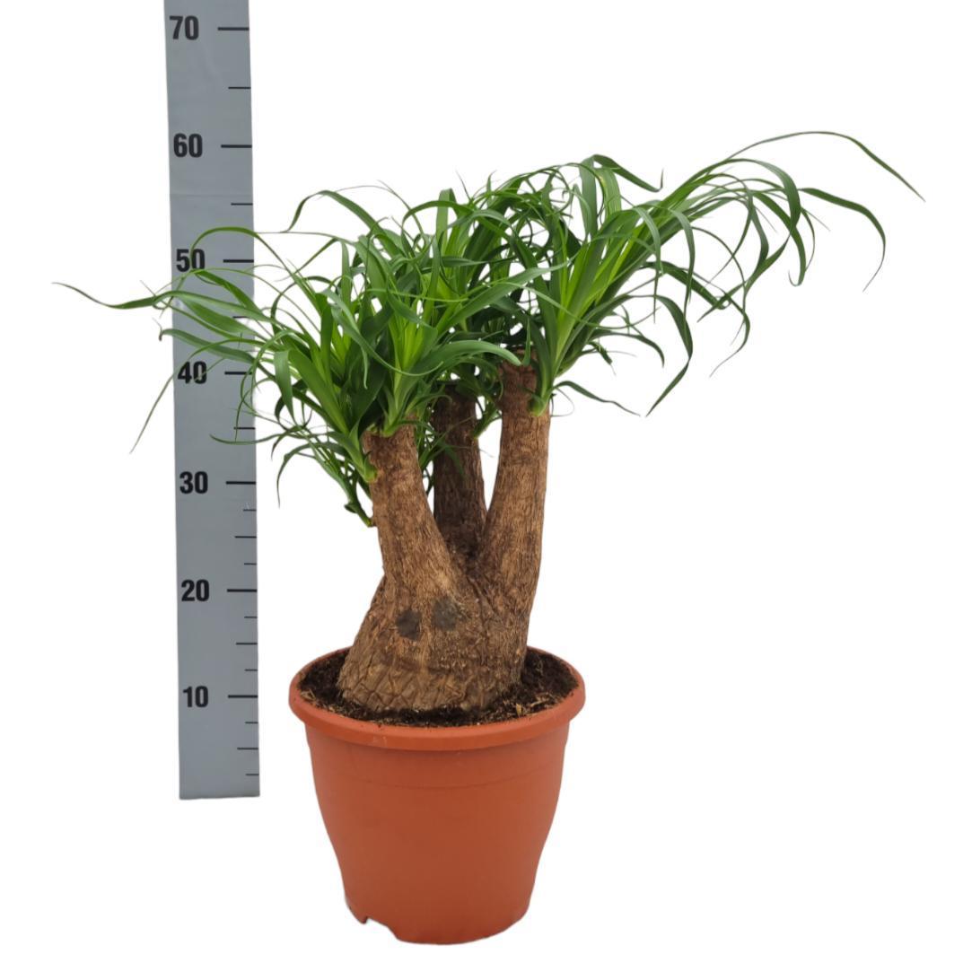 Elefantenfuß -  Beaucarnea Nolina - Ø23cm - ↕55cm