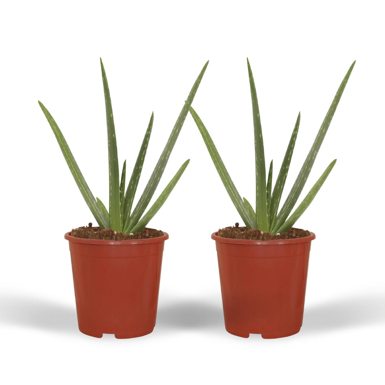 Aloe Vera - Sukkulente - 40cm - ø12   2 Stück