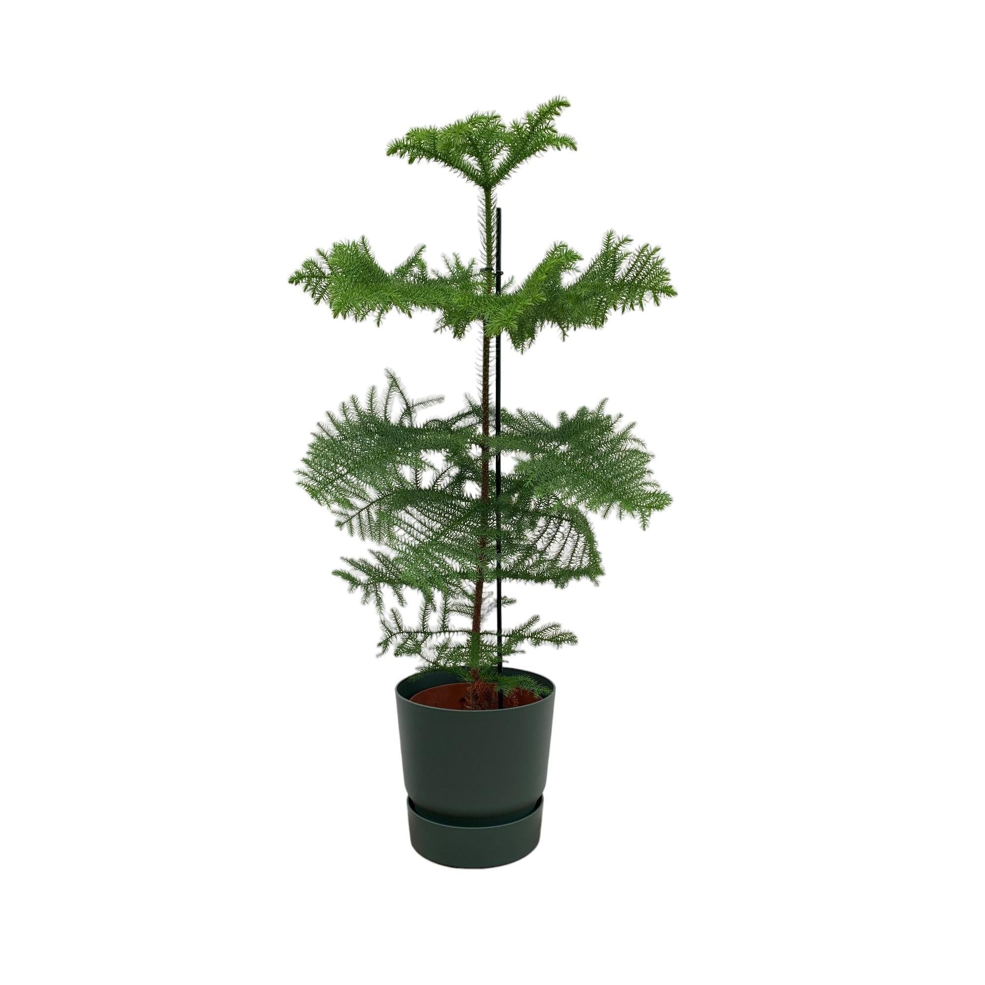 Araucaria (kamerden) inclusief elho Greenville Round Topf grün  Ø25 - 100 cm