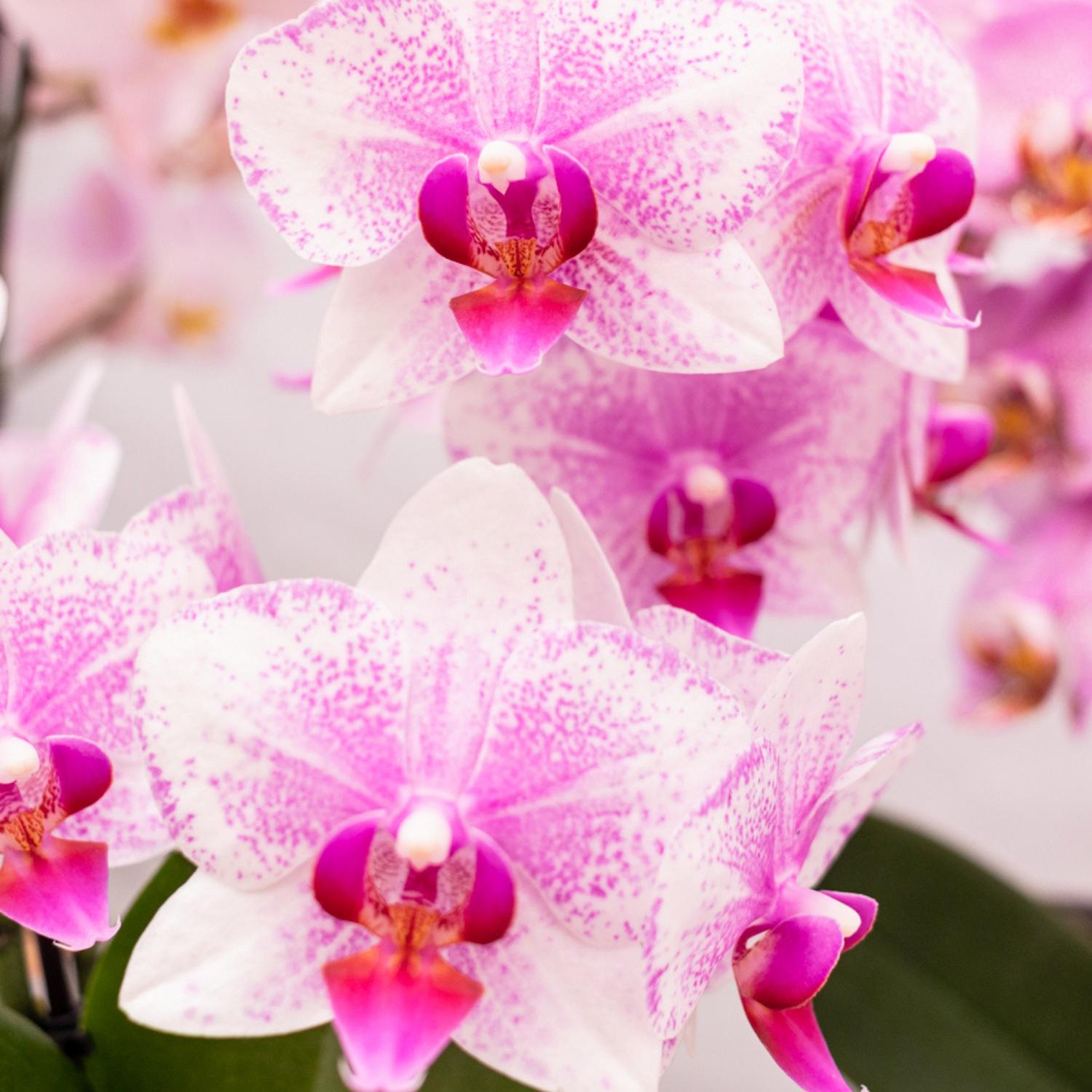 Kolibrie-orchideeën | Roze Phalaenopsis Orchidee - Mineraal Rotterdam - potmaat Ø9cm | bloeiende potplant - vers van de veredelaar