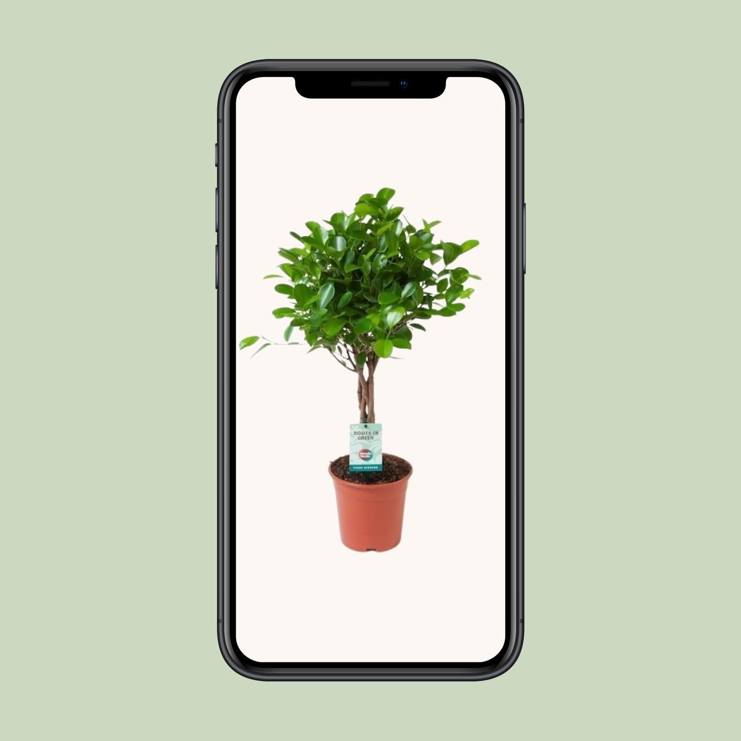 Lorbeerfeige Ficus Microcarpa Moclame - Ø17cm - ↕70cm