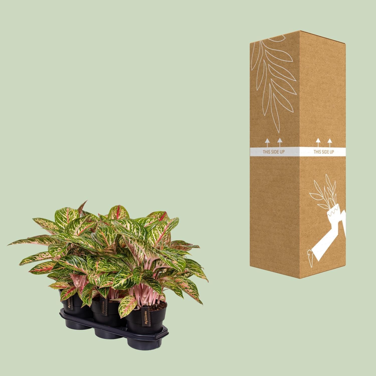 Aglaonema Kokosmeloen - Ø19cm - ↕60cm