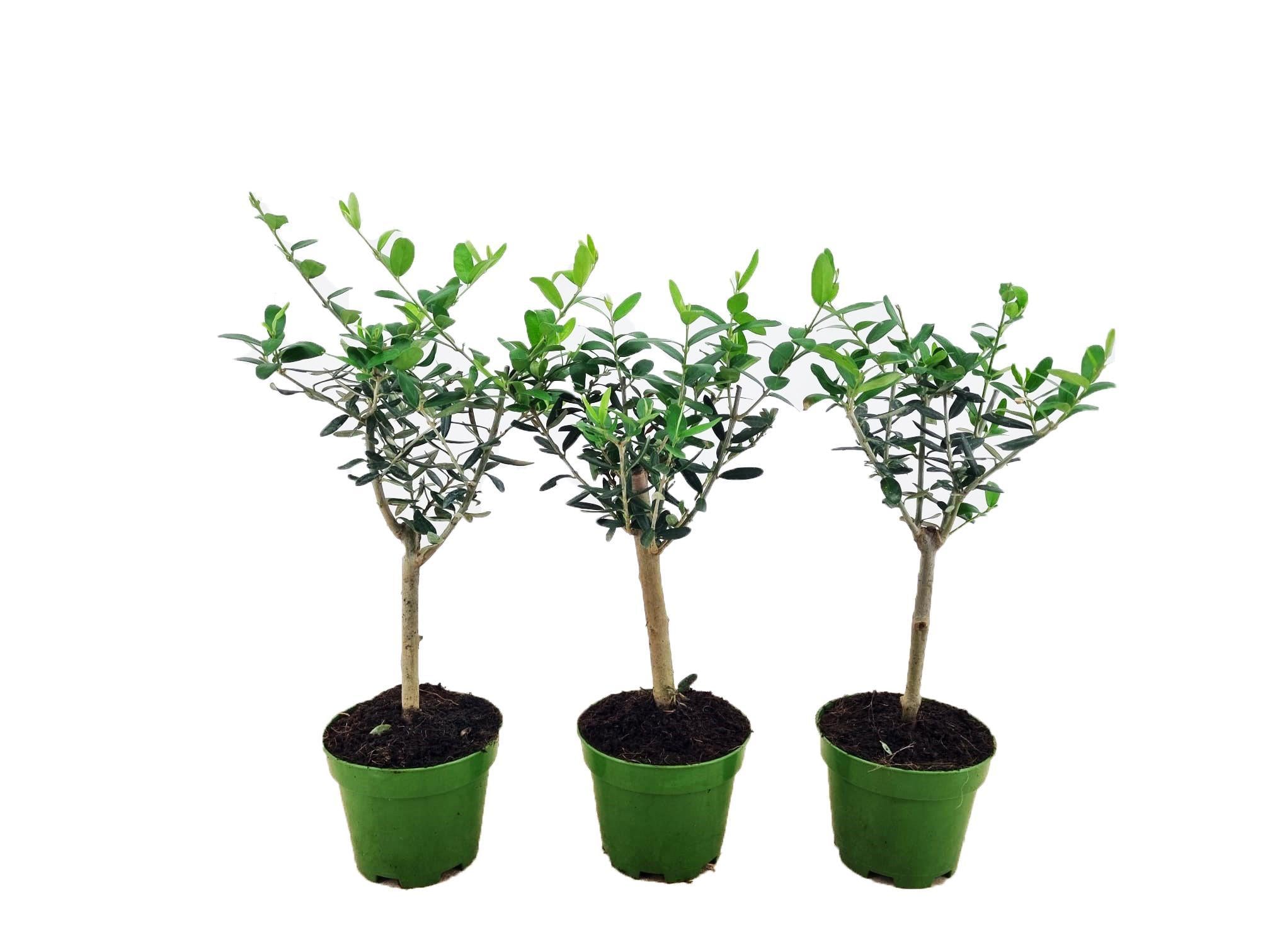 Olea Olive Europaea  - 3 Stück - Ø12cm - ↕40cm