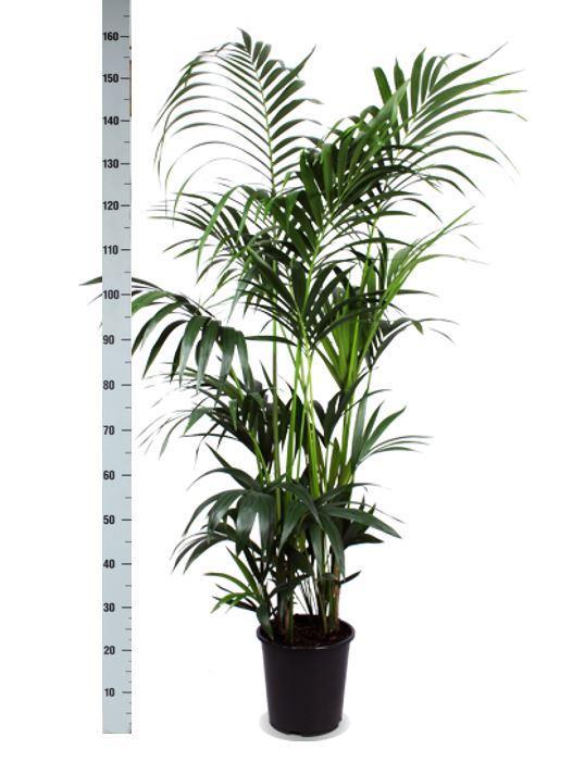 Kentia Palme - Howea forsteriana - Ø27cm ↕160cm in Boule ANTRACIET Topf