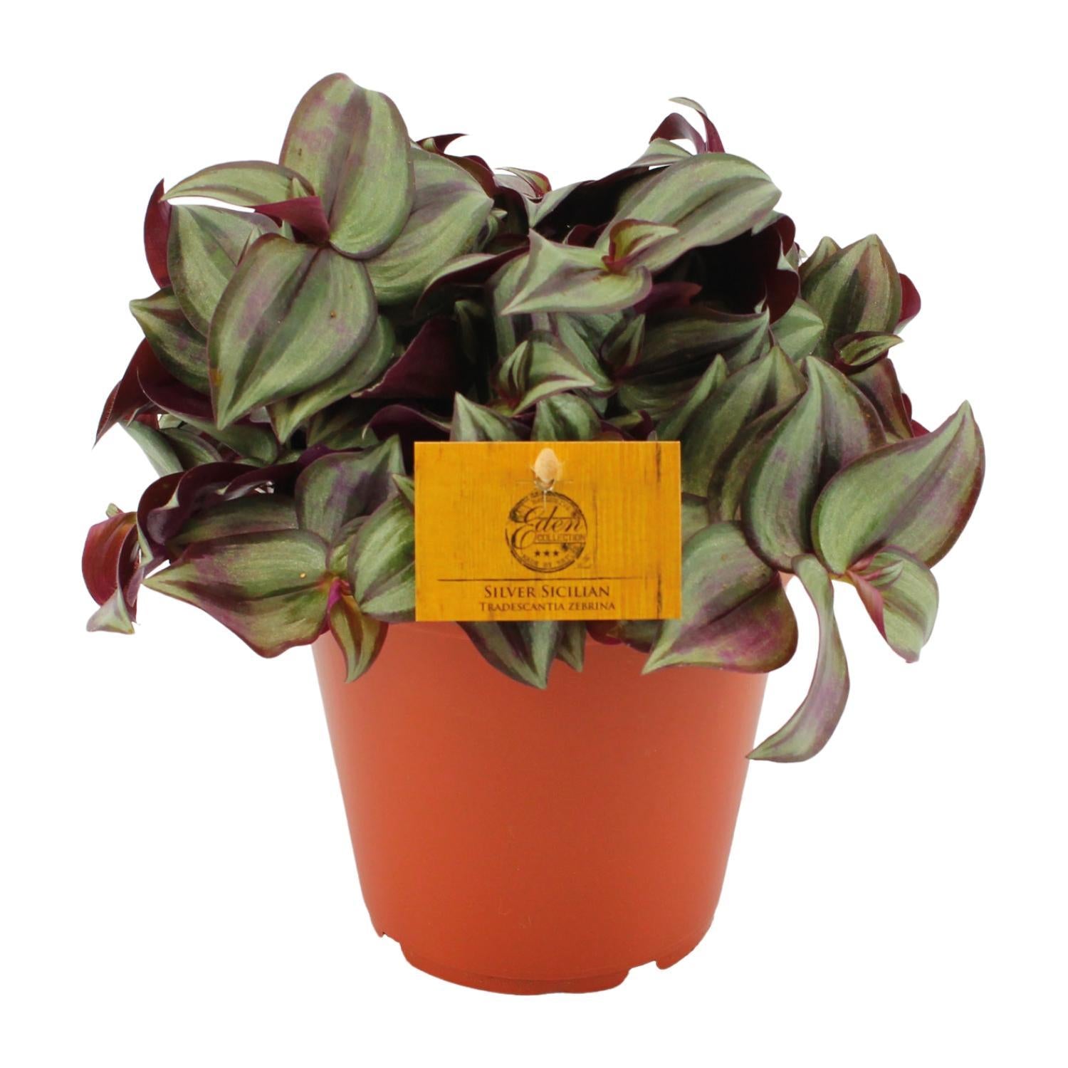 Tradescantia Zebrina 15cm - Ø15cm - ↕cm