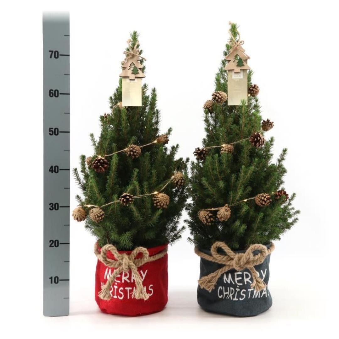 Kleine Weihnachtsbaum in Xmas Sack rot - 70 cm - Picea Glauca Conica - inklusive Tannenzapfenbeleuchtung und Batterien