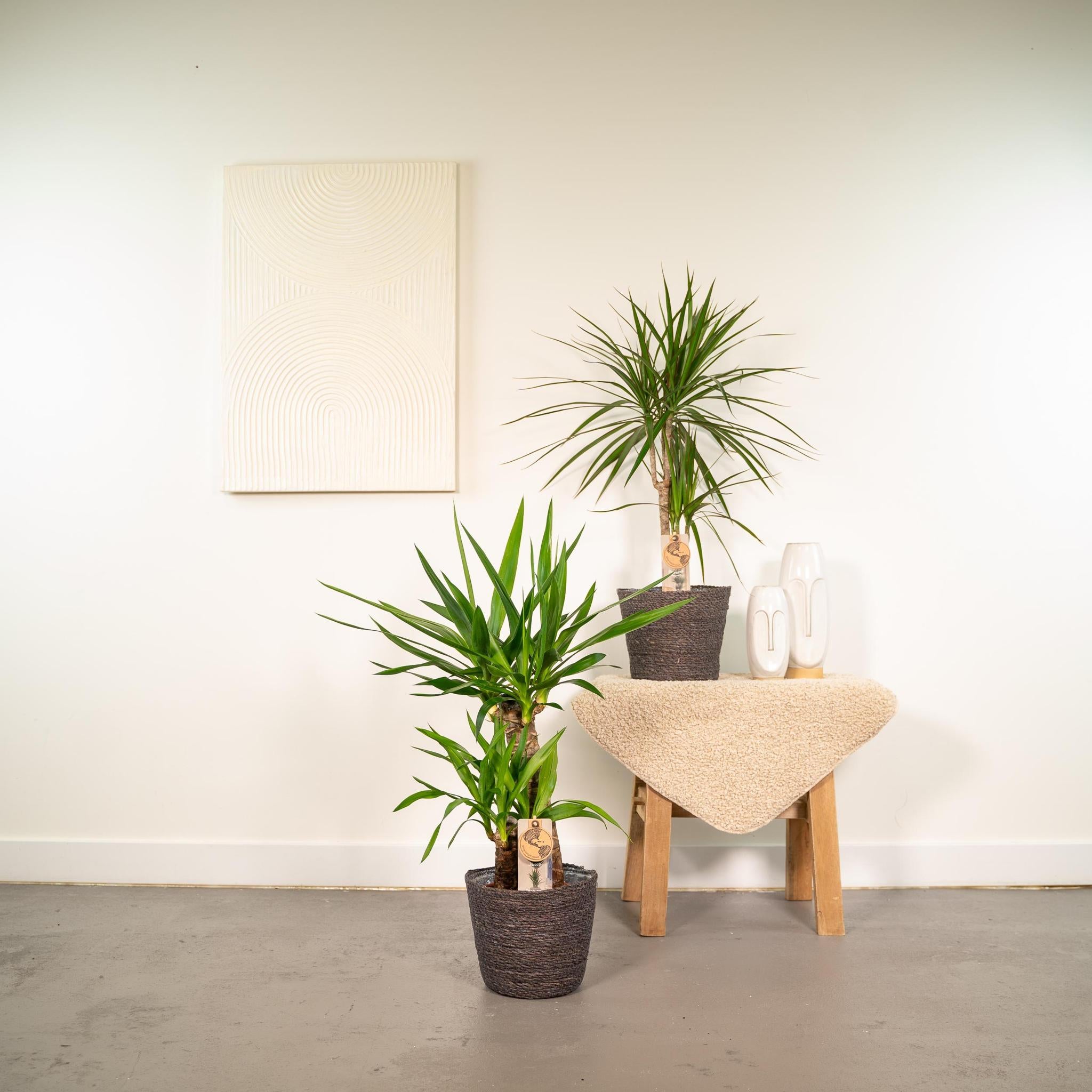 Pflanzen Mix - Drachenbaum Dracaena und Yucca Palme o ↨70cm - Ø17cm + Yucca ↨90cm - Ø17cm