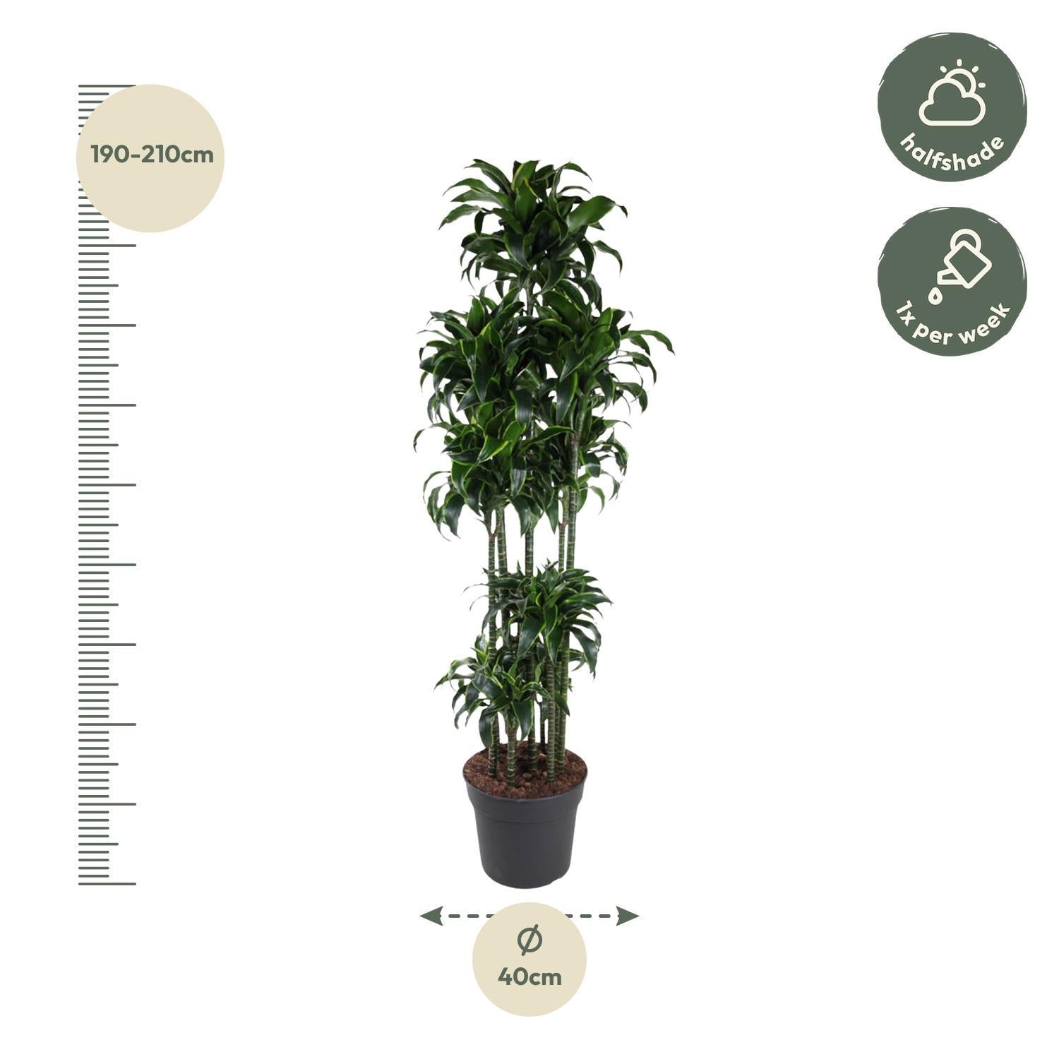 Drachenbaum Dorado - Dracaena Dorado Carrousel - 200 cm - ø40