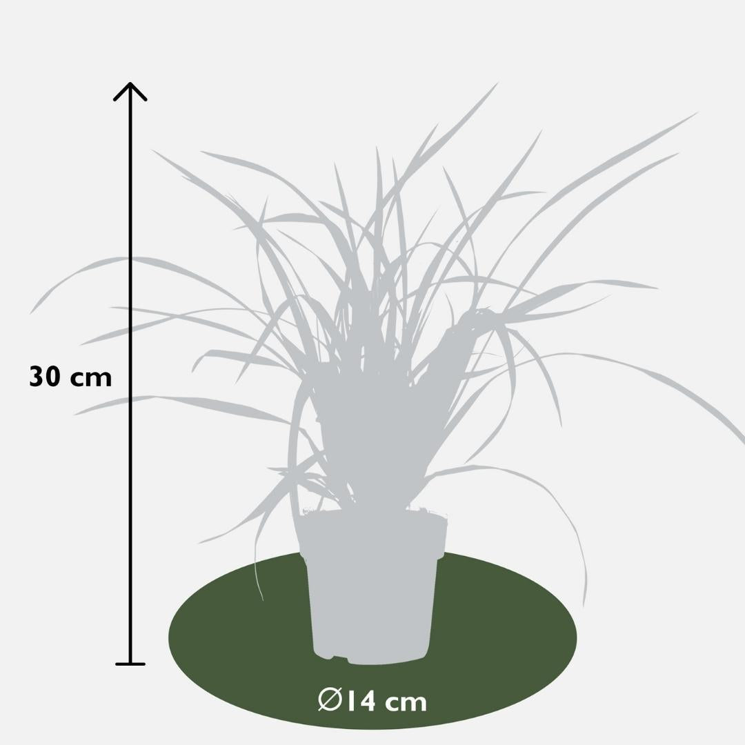 Ziergras -Carex morrowi 'Irish Green'  - Ø 14 cm - ↨ 25 cm    3 Stück