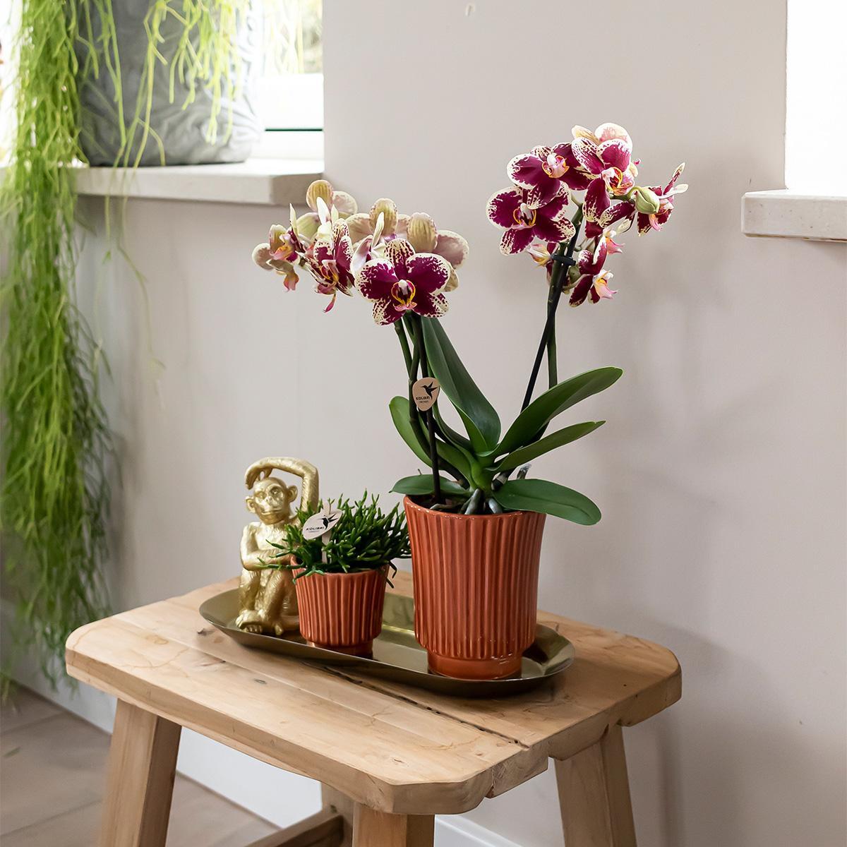 Orchidee - Set aus gelber roter Orchidee und Rhipsalis auf Goldtablett