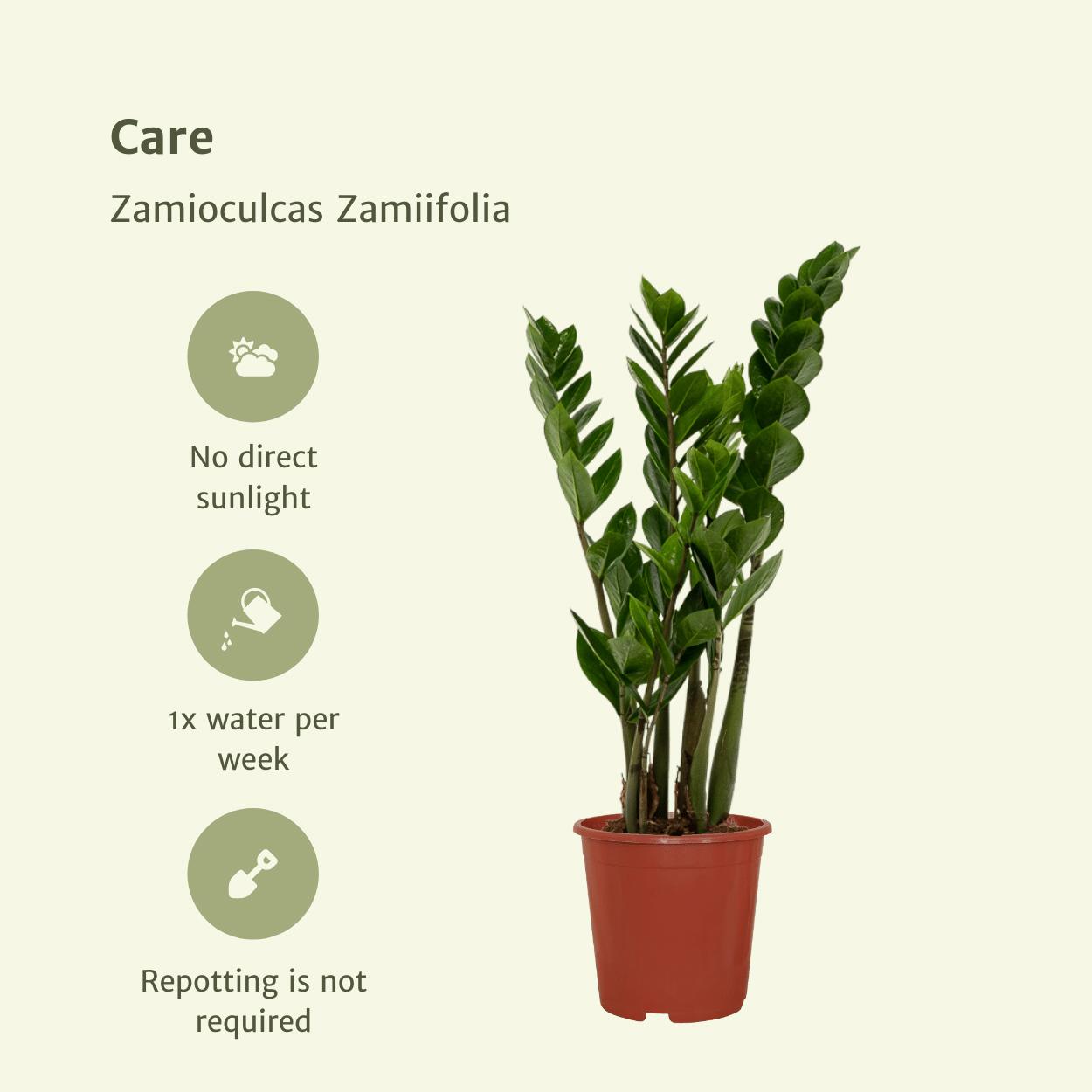 Smaragdpalme auch Glücksfeder - Zamioculcas Zamiifolia - 50cm - ø14   2 Stück