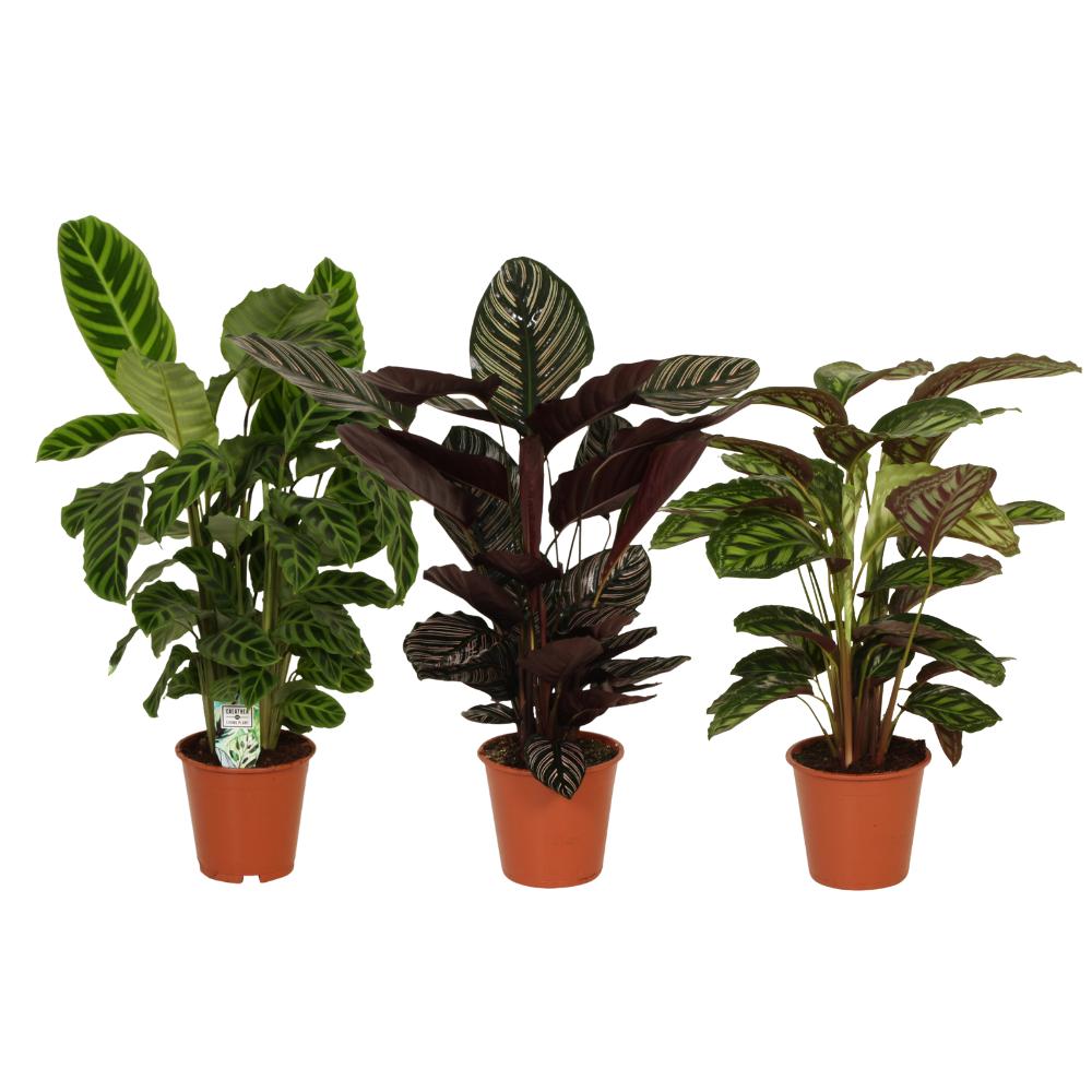 Pflanzen Mix - Gebetspflanze Mix - Calatheas Pracht Mix -  Ø19cm - ↕75-80cm   3 Stück