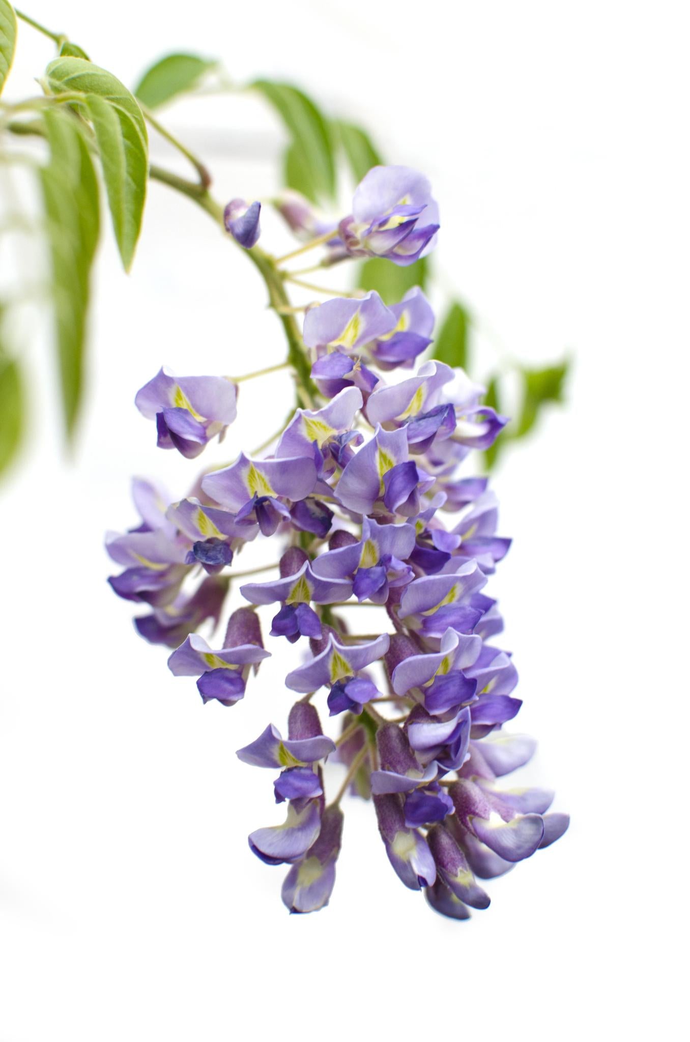 Wisteria sinensis 'Prolific' - ↨65cm - Ø15